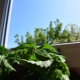 Fenster putzen mit Brennnesseln und Arbeitshandschuhe